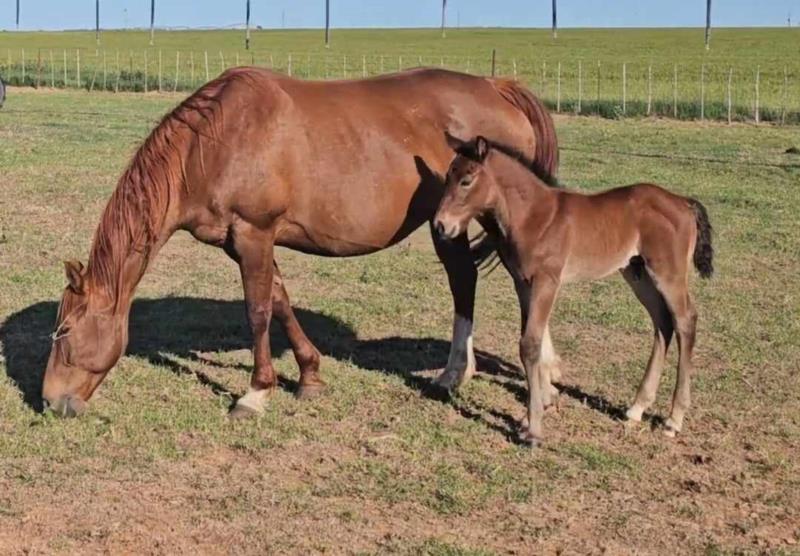Hancocks Red Hot MA's 2024 Bay Roan Colt